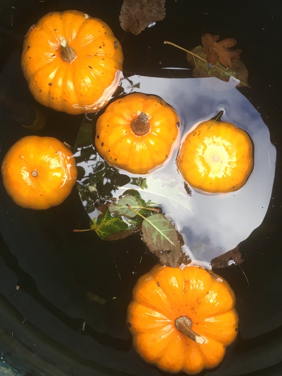 KentwellHall's tweet photo. Always playing at Kentwell #floatingpumpkins build up to #Halloween #Suffolk #LongMelford https://t.co/KN8oMxZff6
