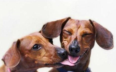 My Pet Store tweet media