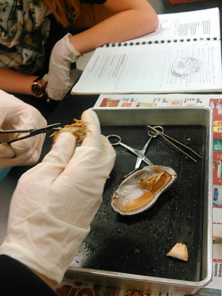 currandhs's tweet photo. 2nd hour Bio I dissecting a bivalve, Moluska. @dhsproud @brooklyn_hodkin #Curransclass https://t.co/VuqWXdbQvl