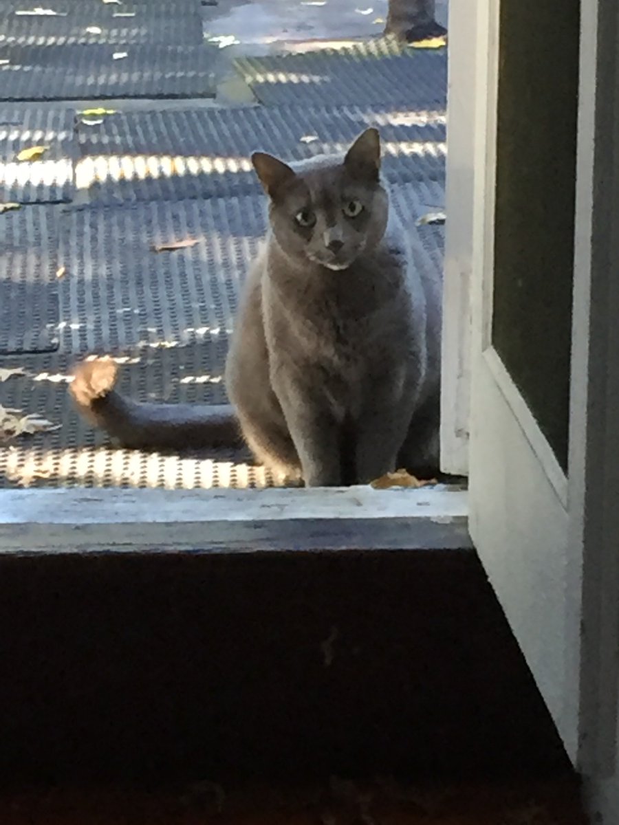floofontheroof's tweet photo. Today, I stubbornly refused to come inside. Who knows when the roof doors will be open again... https://t.co/wmVHeMeICn