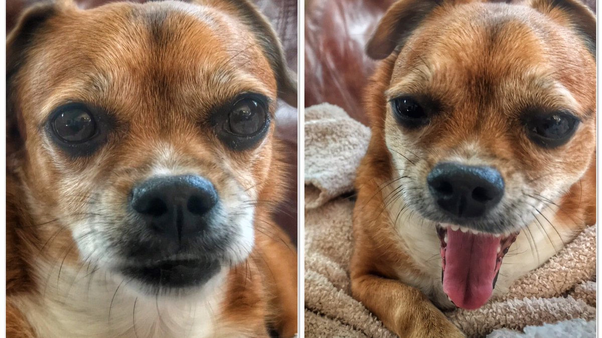 petspectives's tweet photo. Meet Jack, a chihuahua dachshund and work class couch potato! https://t.co/A7kh3sRONY #chihuahuadachshund #couchpotato #petspectives https://t.co/qMRbR4v1zN