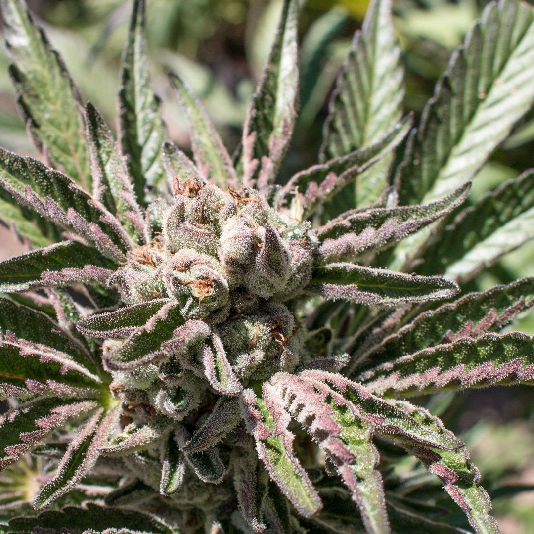 Fuzzy leaves and fuzzy buds on this delightful Cookies and Cream plant - ptbx.co/qs #mmj #california #cannabis