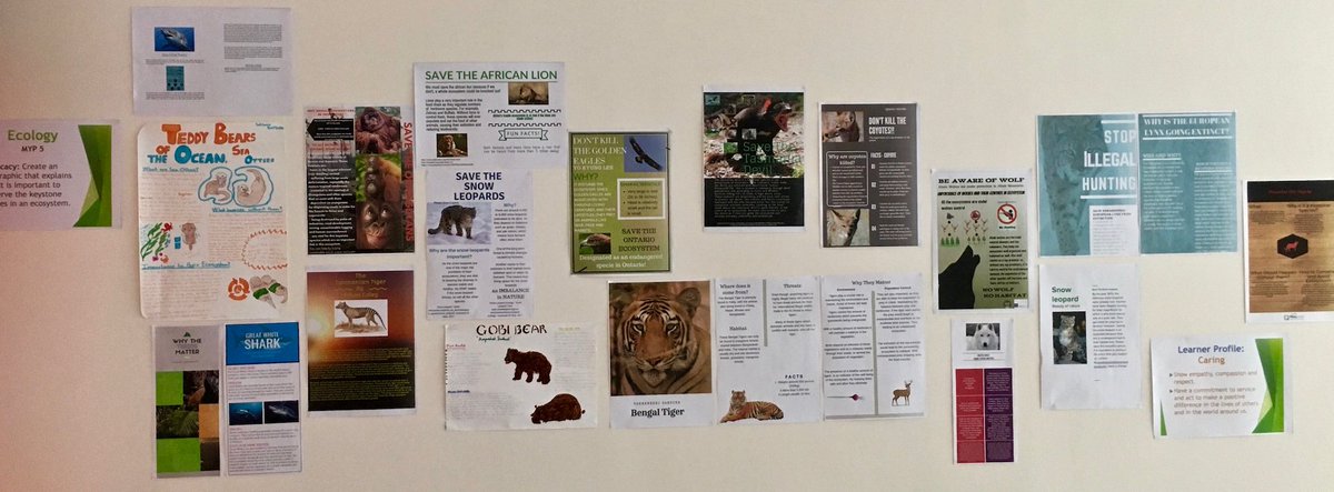 ISU_Science's tweet photo. MYP5 Ss advocating for the preservation of keystone species in ecosystems #MYPSci #MYPBio #edchat #scichat #LearnerProfile #Caring #isumng https://t.co/xO7QGutD9z