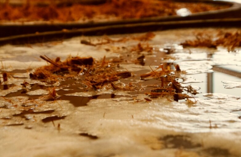 Mostos del Agave Cocui con los que elaboramos los destilados de #CapraCocuy... ¡El alfa de la manada!