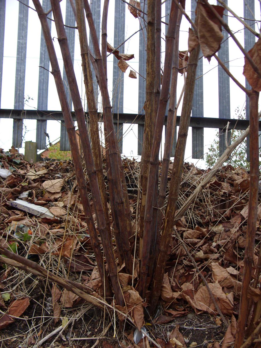 IVM_Knotweed's tweet photo. IVM’s FAST (Foliage &amp; Stem Treatment) System killing #JapaneseKnotweed. Visit https://t.co/EnywT1P7L7 for details https://t.co/nulYjWK4yG