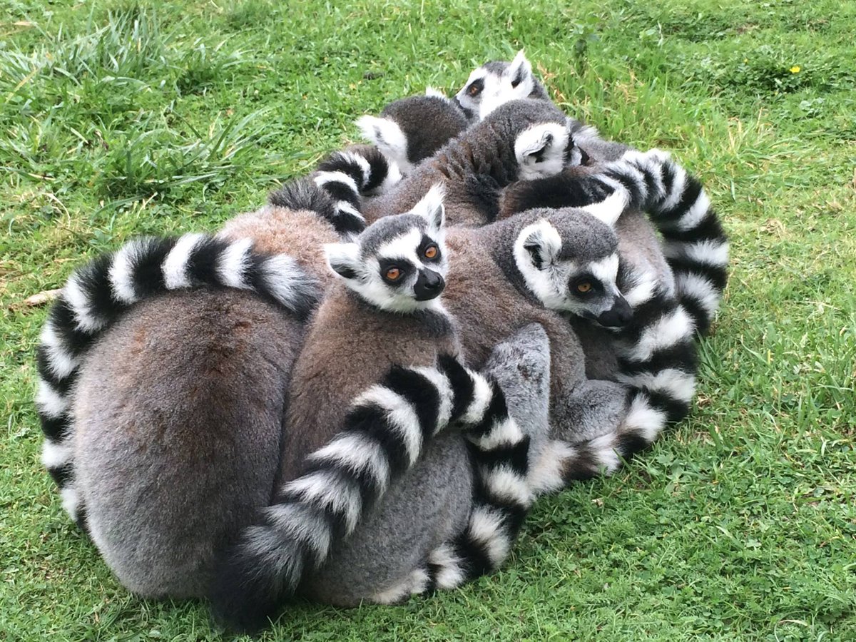 For #DayOfTheGirl, we would like to honour @Lemurgrl & @reuter_kim for their recent manuscript on rapid #decline of #ringtailedlemurs!