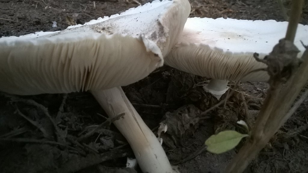 Quirin Smeele tweet media