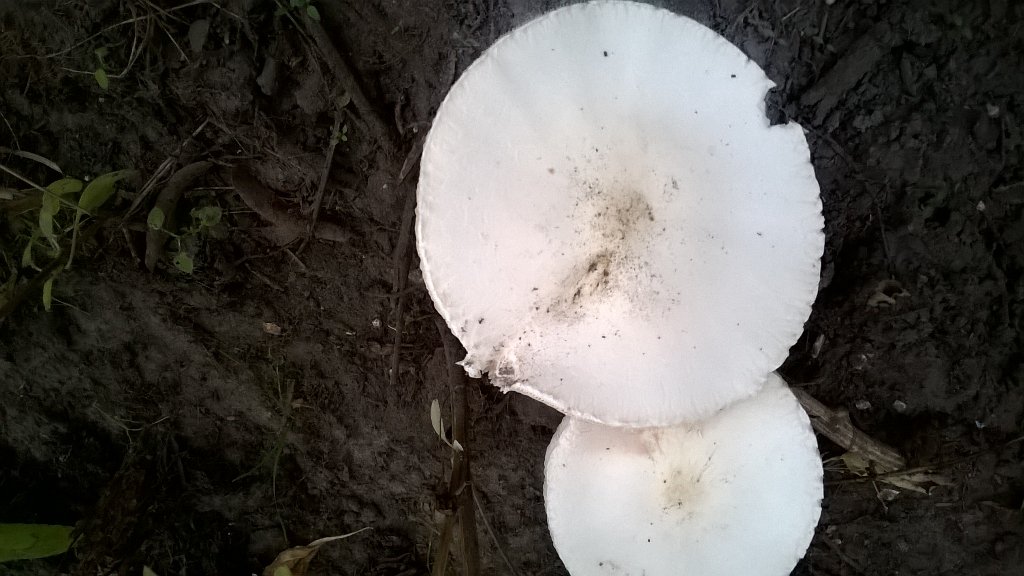 Quirin Smeele tweet media