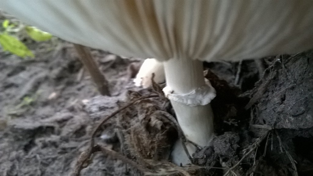 Quirin Smeele tweet media