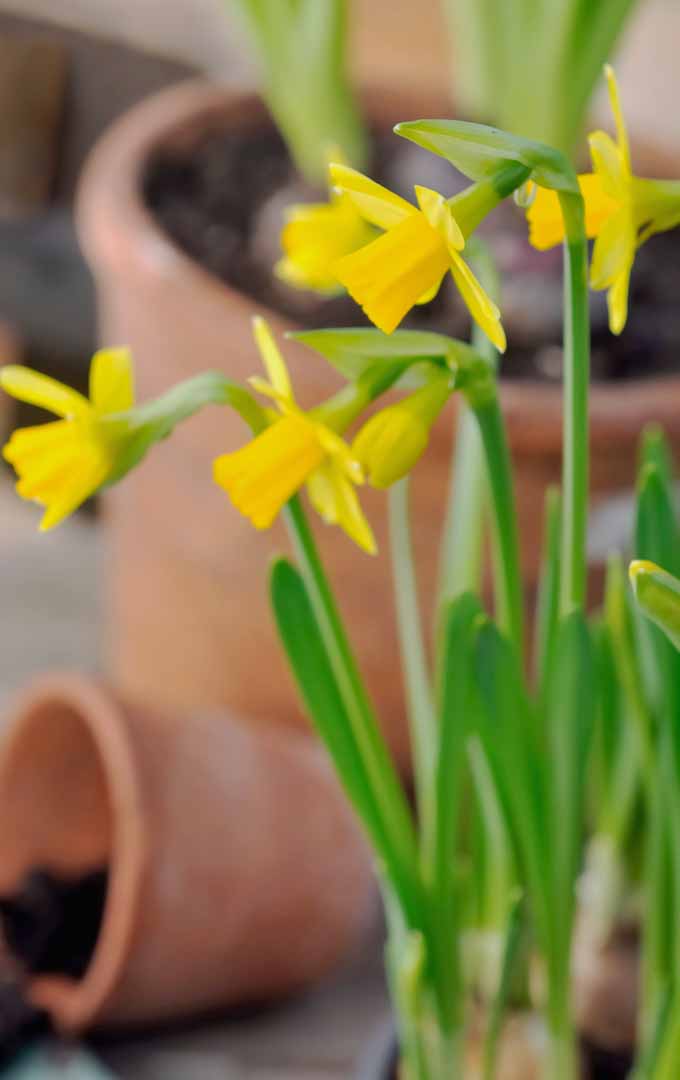Gardeners_Path_'s tweet image. How to Force Spring Blossoms Indoors When It’s Cold Outside gardenerspath.com/how-to/indoor-… #indoorgardening #bringbackspring