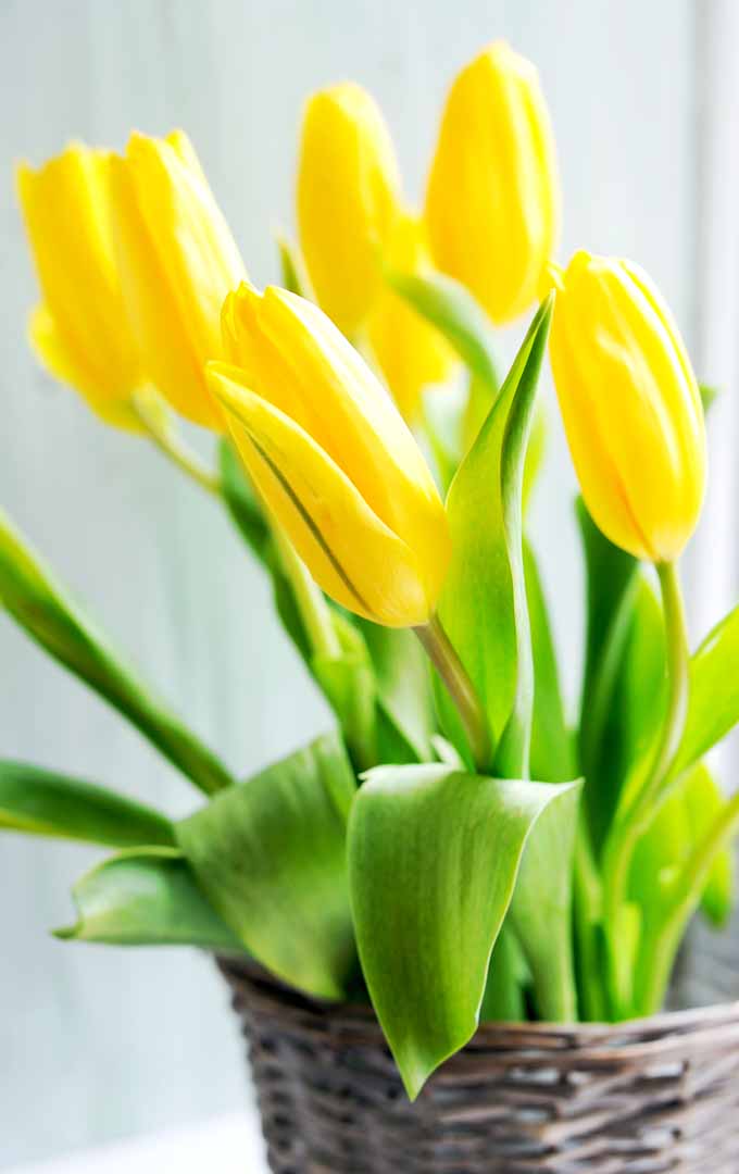 Gardeners_Path_'s tweet image. How to Force Spring Blossoms Indoors When It’s Cold Outside gardenerspath.com/how-to/indoor-… #indoorgardening #bringbackspring