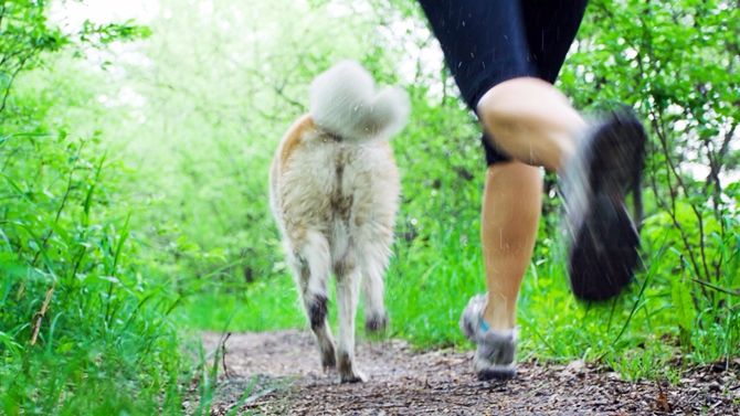 Tom_And_Co's tweet photo. Vous aimez courir et vous avez un chien ? Alors testez le #canicross ! https://t.co/YSezbqz2IY