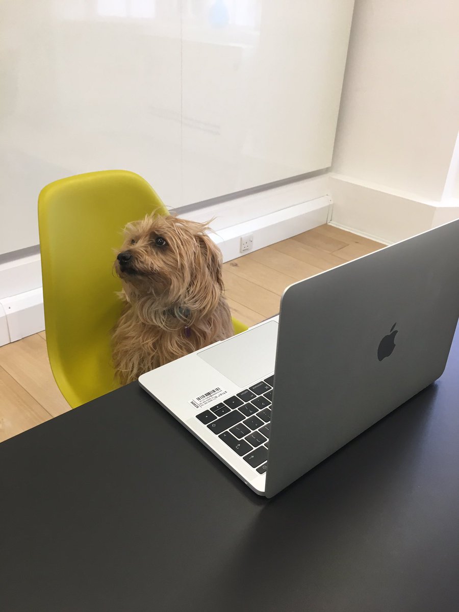 rubyl0ve's tweet photo. I can see from your cv that you're a VERY GOOD BOY https://t.co/oQ1C72NInl