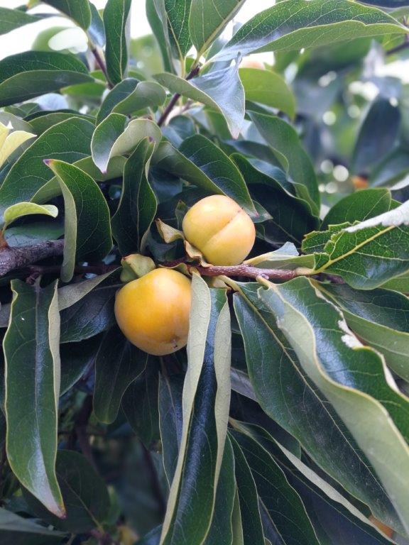 MITourA_Reisen's tweet photo. Erlebe mit den #MITourA Aktivreisen das authenische #Mallorca! #spain #visitspain #nature #wandern #trekking
https://t.co/P1iH008eBb https://t.co/ucDYMSIGey