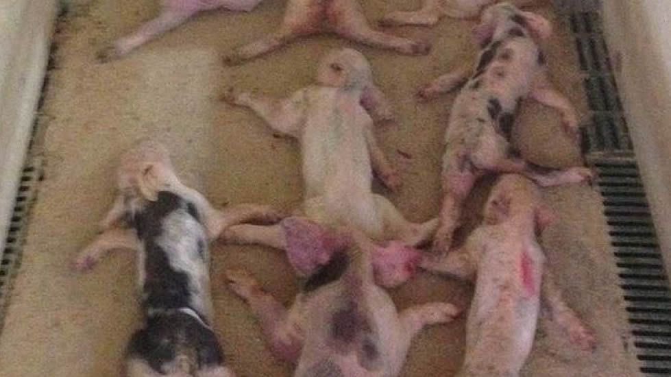 adoptaunavidaMD's tweet photo. #ALMERIA 2 jóvenes matan a 79 lechones saltando sobre ellos y grabándolo en vídeo. ¿ESTO es el respeto a la vida que tenemos en España? https://t.co/ybFbJ4l2iE