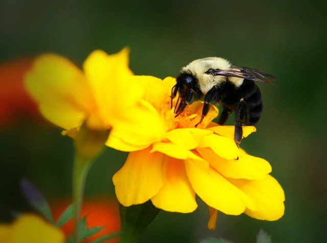 thebeekeeperman's tweet photo. Beekeeping is necessary for our environment, I wish everyone knows that...  #environment https://t.co/M13P8HJVMq