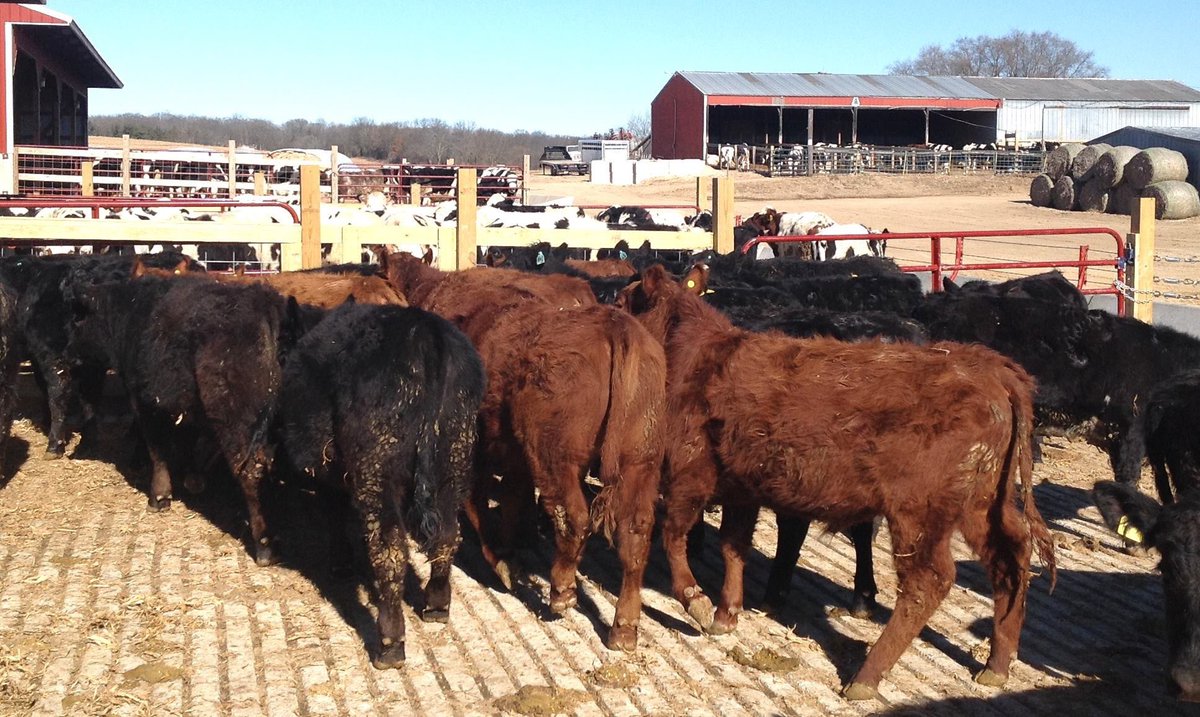 Equity Livestock On Twitter Bonduel Hosting 2 Eastern Wi Beef