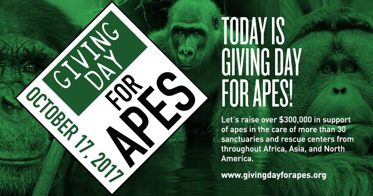 mightycause's tweet image. Giving Day for Apes starts NOW! Find an ape sanctuary &amp;amp; make a donation to #SupportApes at givingdayforapes.org!