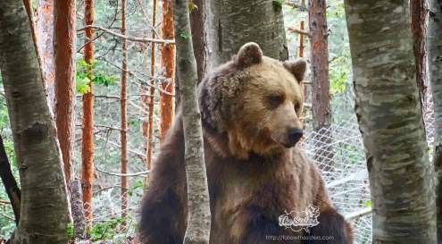 Have you heard of the dancing bears in Bulgaria?buff.ly/2y2xd6V