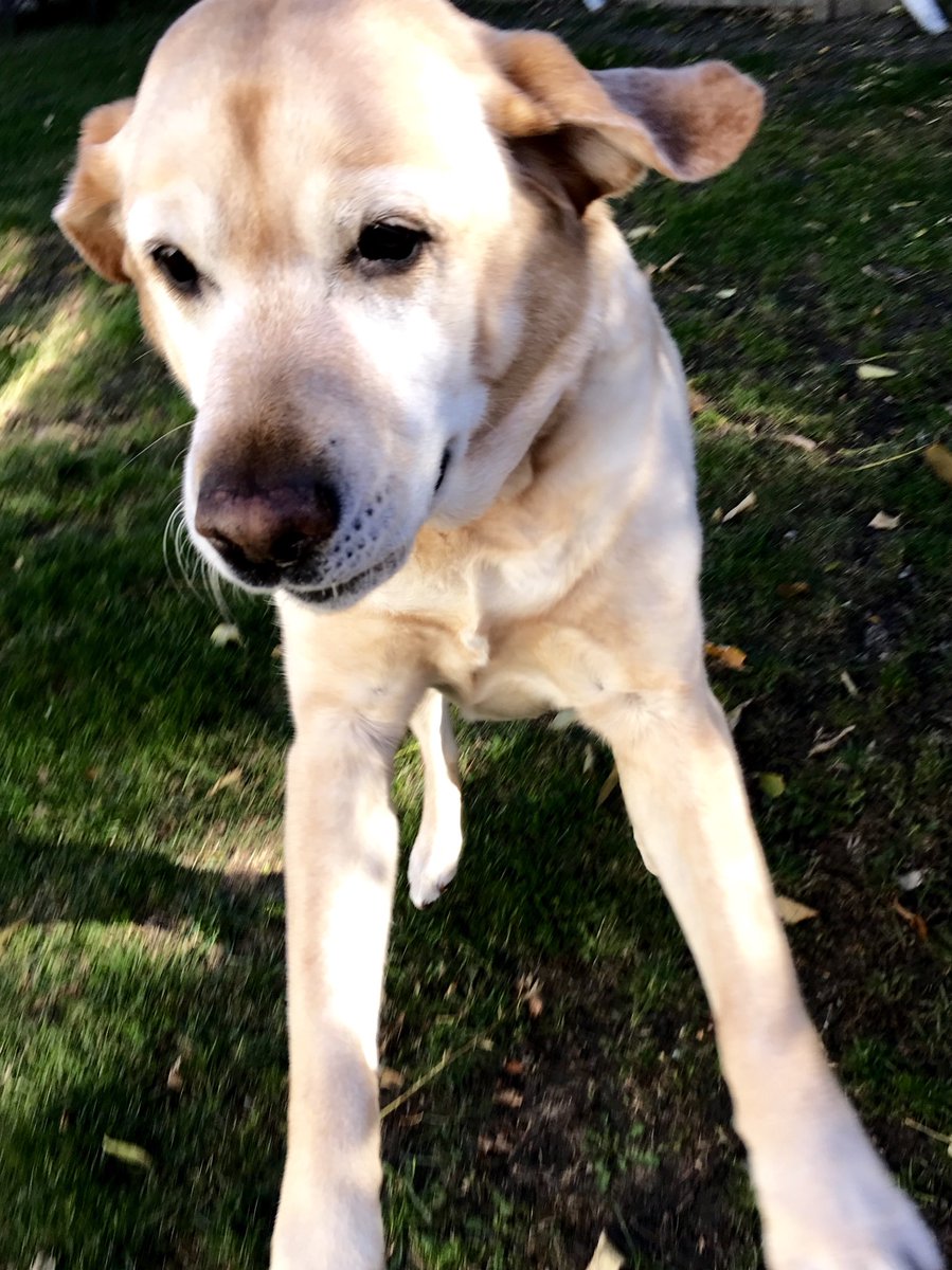 PetCareMB's tweet photo. Dog takes his own selfie #FunnyBoy #HappyDog #DogSelfie #Furreal #PawsitivePooch :) https://t.co/O5OSpxmz0N