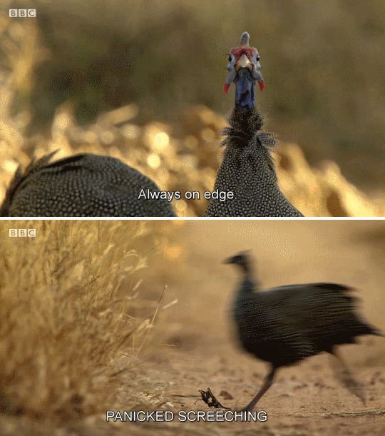 Huge congratulations to the BBC subtitles team for perfectly capturing the spirit of 2017 through the medium of guinea fowl.
