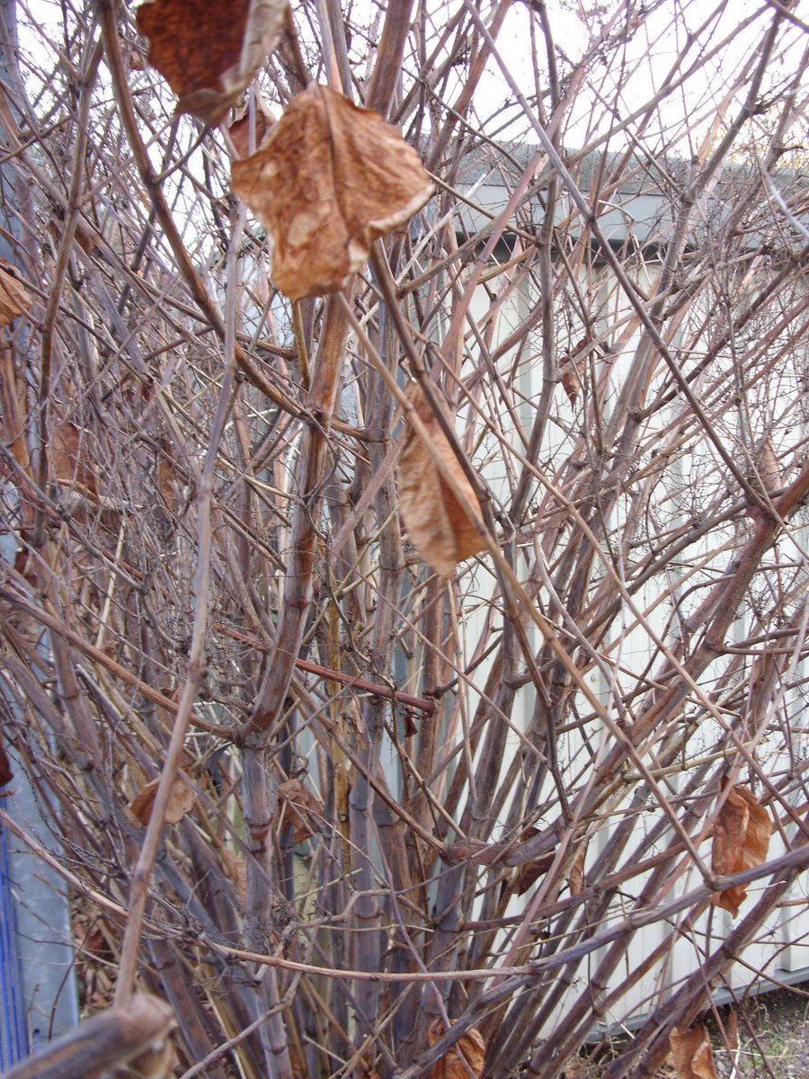 IVM_Knotweed's tweet photo. IVM’s FAST (Foliage &amp; Stem Treatment) System killing #JapaneseKnotweed. Visit https://t.co/EnywT1P7L7 for details https://t.co/sIQZFEWSoP