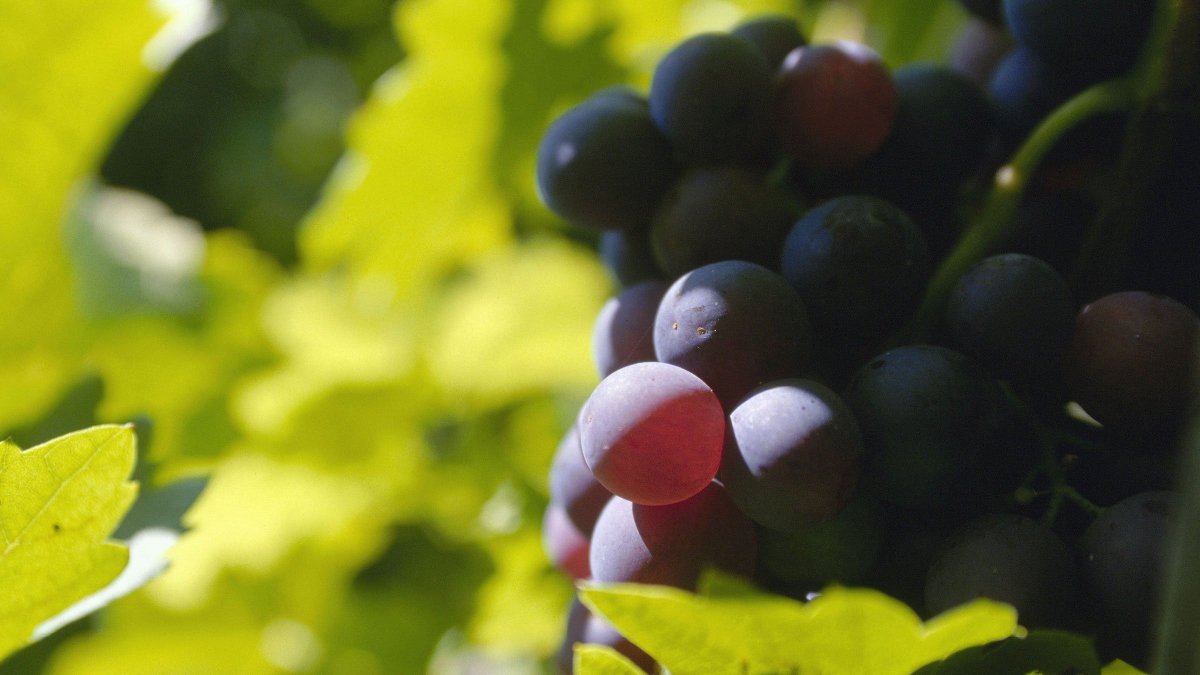 GermanWineUSA's tweet photo. Spätburgunder grapes produce fresh, uncomplicated wines that are ideal for everyday sipping. https://t.co/SOSsmx8Avr