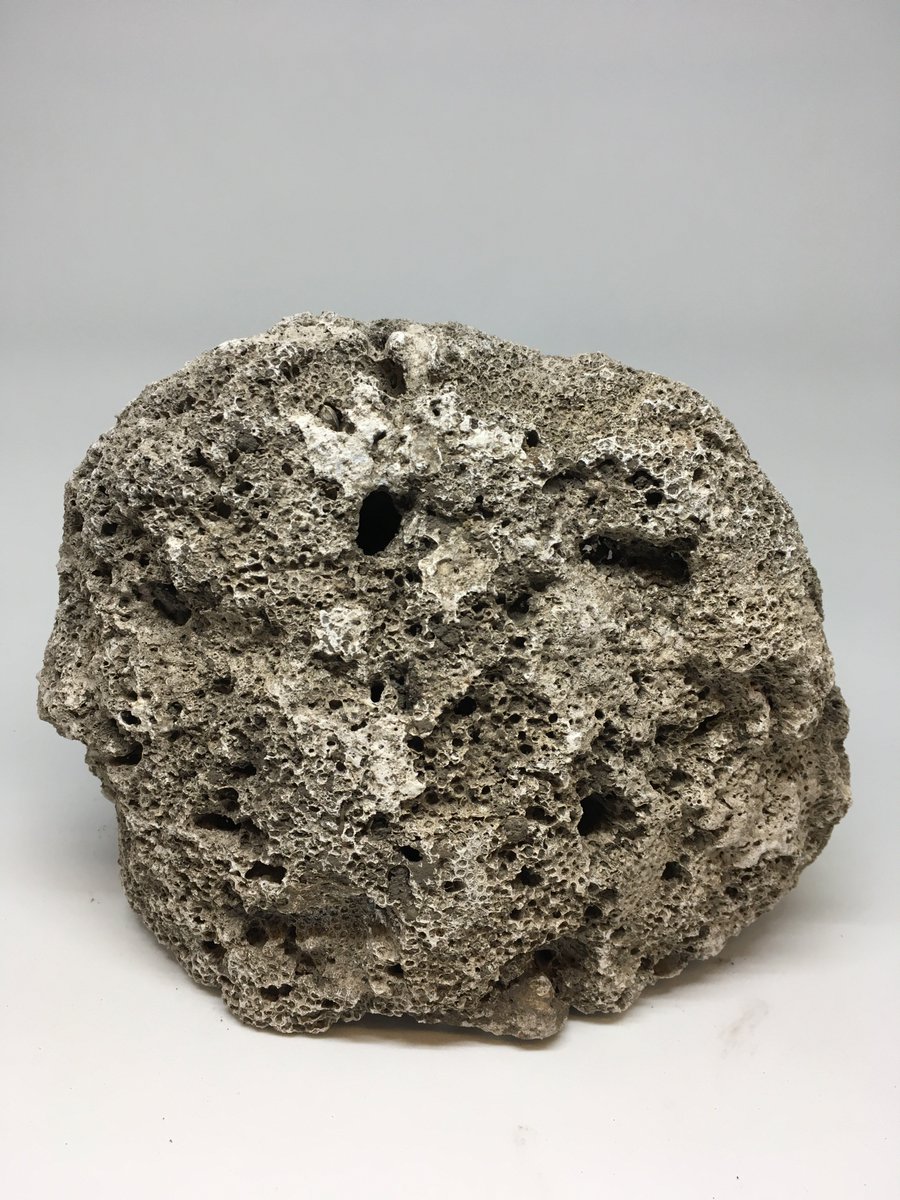 This piece of fossilized coral was found in the foundation of an 18th century home here in Philadelphia! #NationalFossilDay