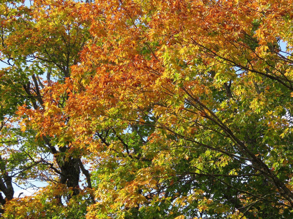 Its the season to go visit your national forests, reconnect with nature &amp; enjoy the amazing #FallColors #ItsAllYours fs.fed.us/fallcolors/201…
