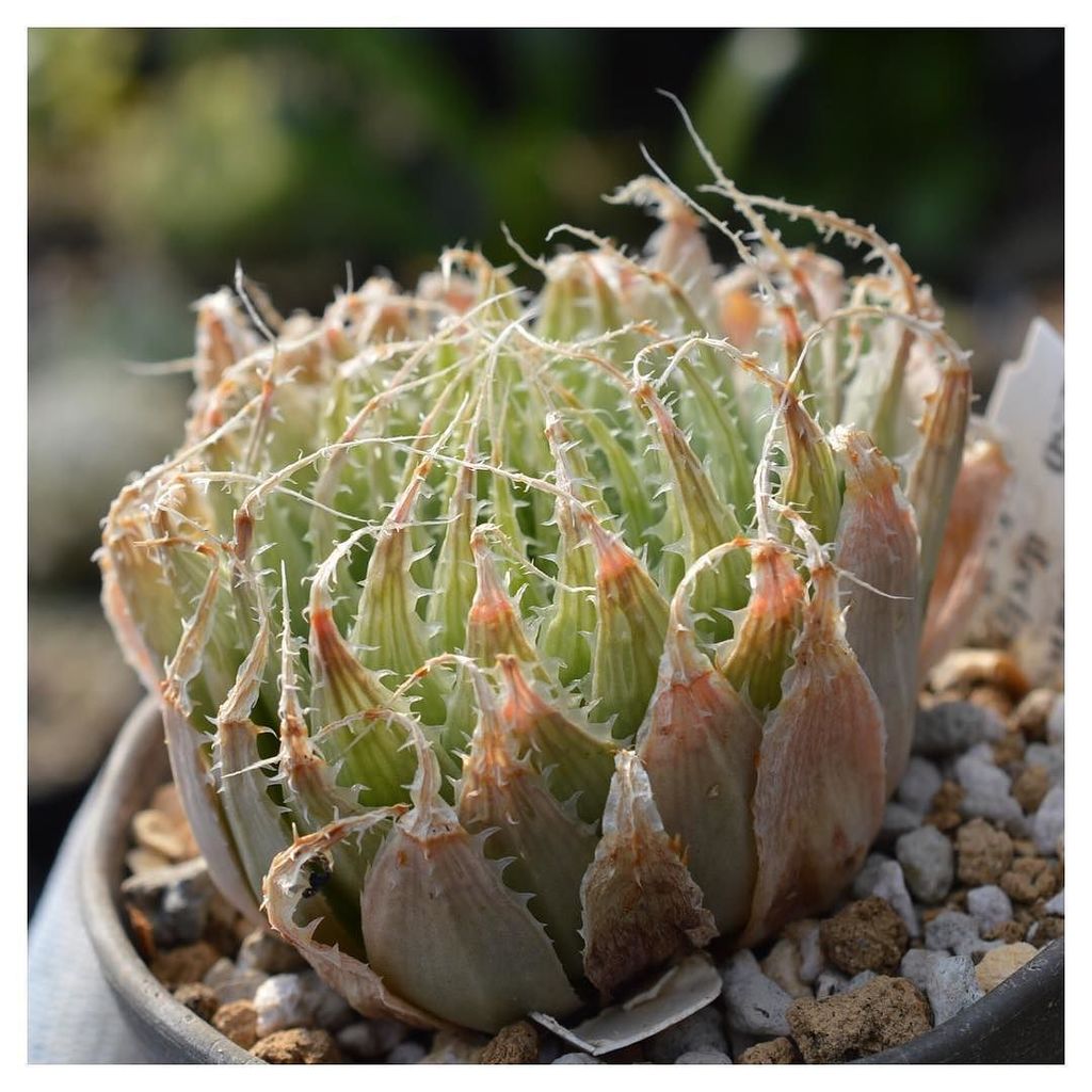 niche_plants's tweet photo. ハオルチアがとってもすき😘

#Haworthia #decipiens var. #decipiens 
#ハオルチア #デシピエンス
#輸入
#多肉植物 #多肉 #succulents #succulent #taniku … https://t.co/o3AAeUROSI https://t.co/xD8i2AnaFK