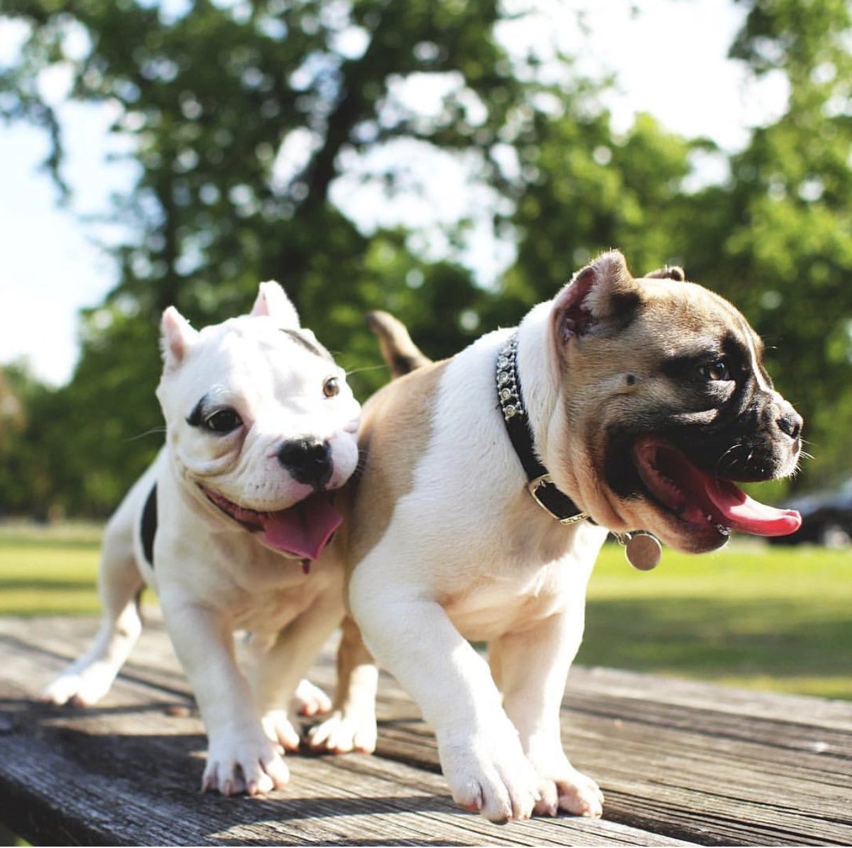 PetGuideUSA's tweet photo. Is this cute or what? Retweet and pass it on!
Want to get featured?
Upload a photo here: https://t.co/BvJiH6lQ6X
Tag it #ThePetGuide https://t.co/fg632HX1ZE