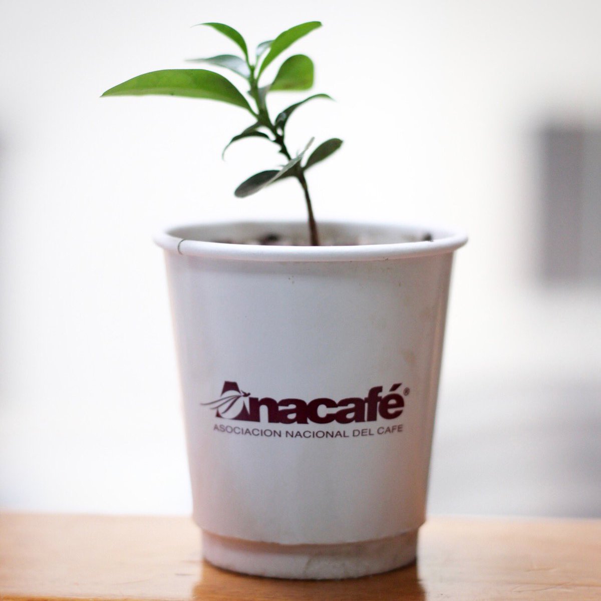 Specialty Coffee Association tweet media