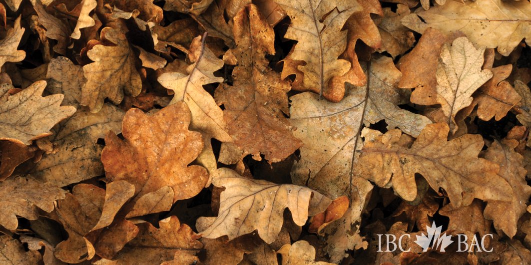 Remove dry leaves and debris from your yard - maintenance to help keep your home safe. #FPW2017