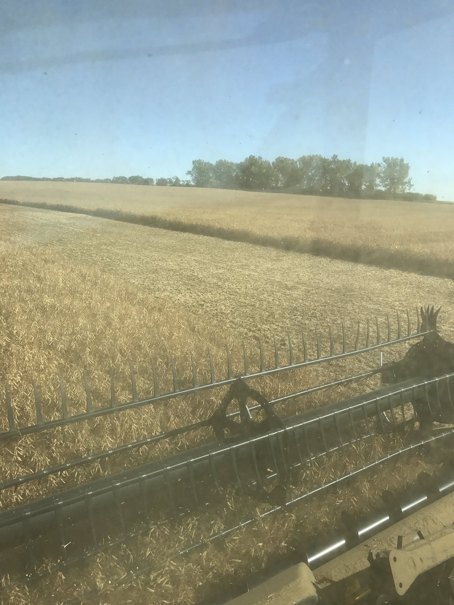 BrianEllisSeed's tweet photo. Certified #AACLacombe peas finally all cleaned.  Awesome variety, fields ranged from 74-96 bu/acre and all stood perfect. https://t.co/L4ex6shHK8