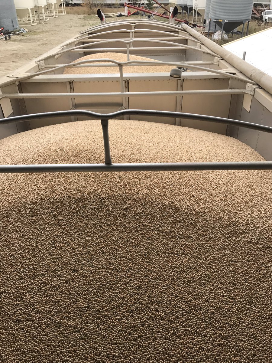BrianEllisSeed's tweet photo. Certified #AACLacombe peas finally all cleaned.  Awesome variety, fields ranged from 74-96 bu/acre and all stood perfect. https://t.co/L4ex6shHK8