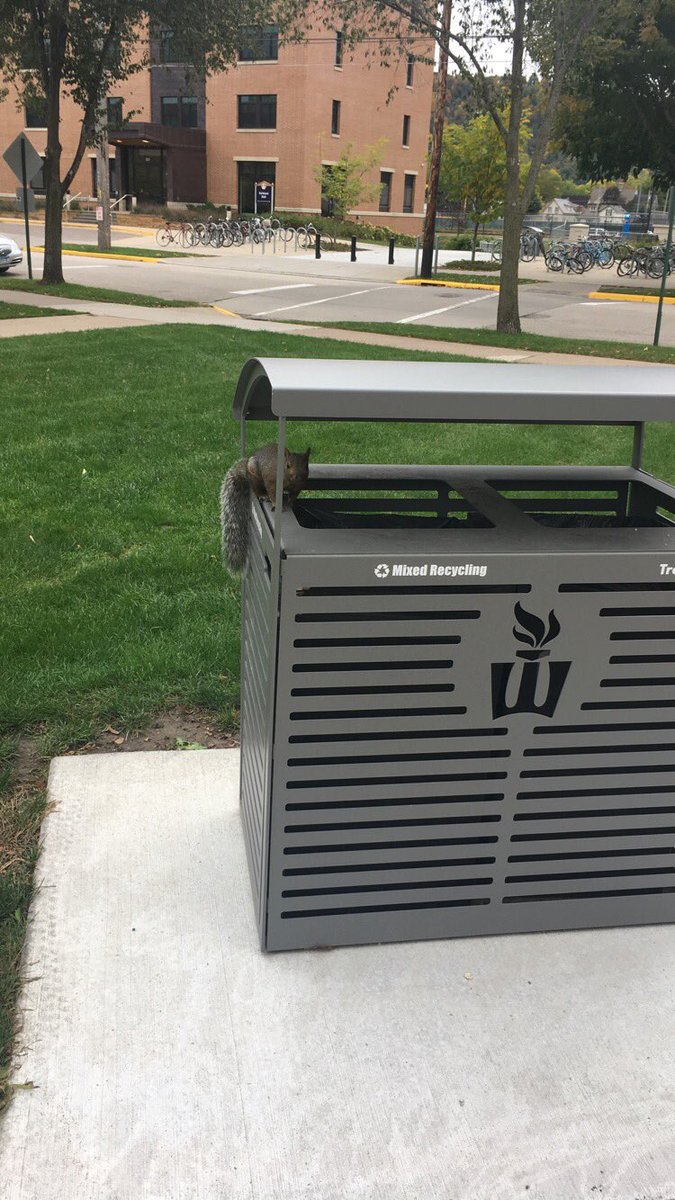 WinonaSquirrels's tweet photo. fan submission taken on 10/11/17, would rate this guy as 14/10 because of his fabulous posing https://t.co/jtGOTTLPiQ