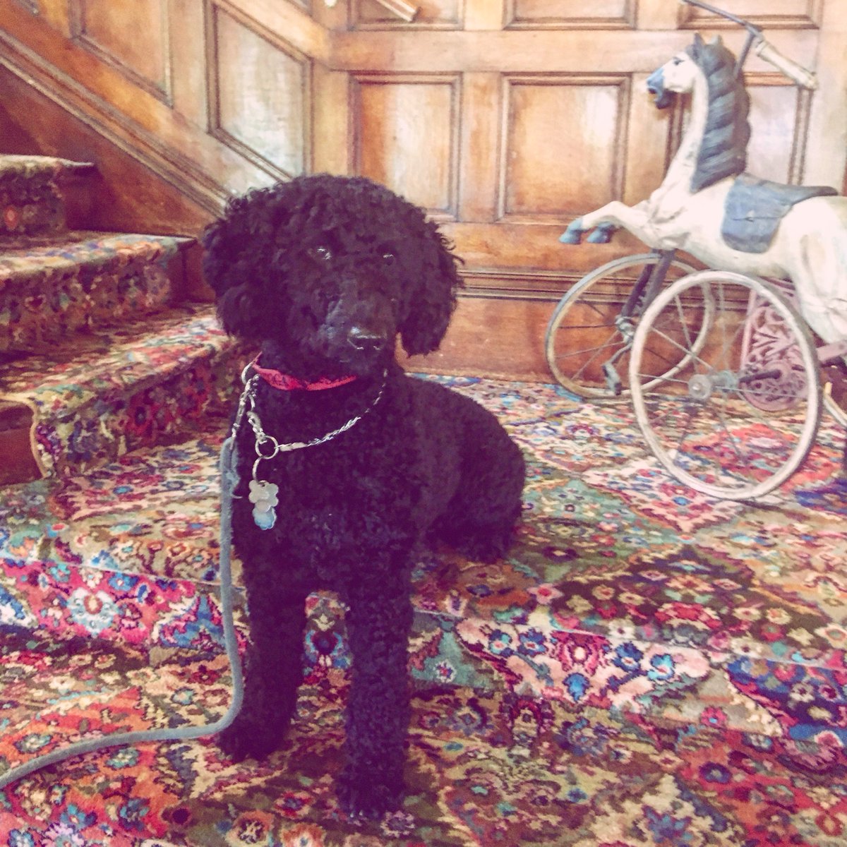 Meet Emma! The official mascot for Union Gables Inn &amp; Suites! Emma is an 11 month year old Portuguese Water Dog.
