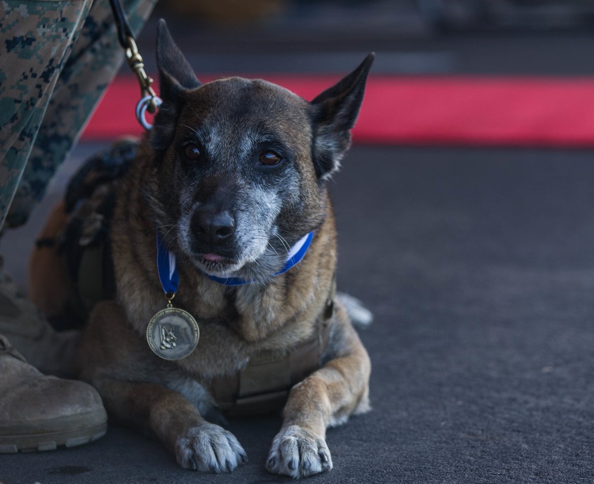 Always a lady! Former <a href="/USMC/">U.S. Marines</a> multipurpose canine, Lady, rests during her retirement ceremony <a href="/MCIWPendletonCA/">Camp Pendleton</a> after 5 years of service. 🐕