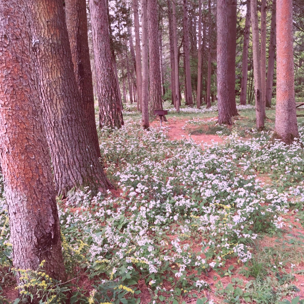 The Asters at the Saratoga Spa State park are blooming! New York has some beautiful autumn foliage 🌸✨
