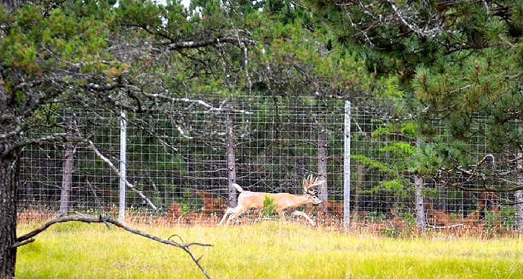 confedmo's tweet photo. A big win for wildlife from the Missouri appeals court in St. Louis. #captive deer #deer #cwd https://t.co/zTmaoPmEPX https://t.co/PAd5BWTmmQ
