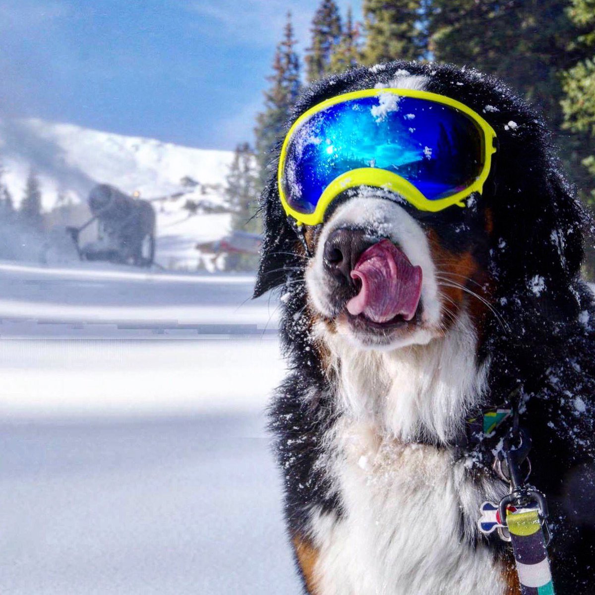 dog snow goggles