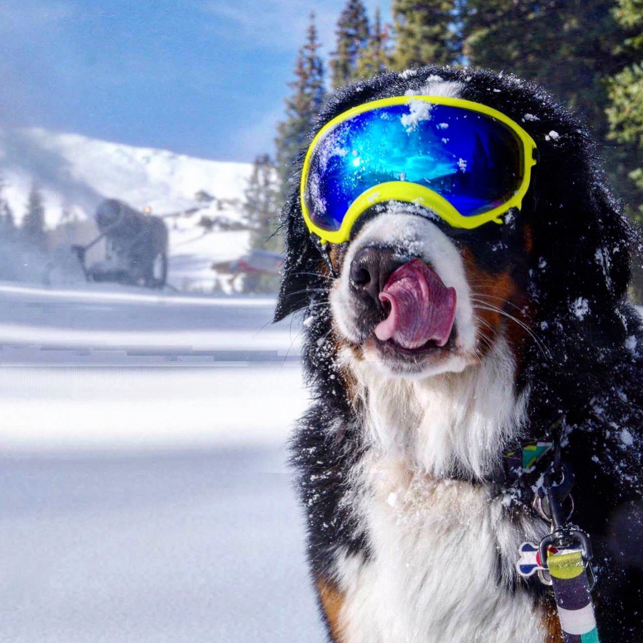 snow goggles for dogs