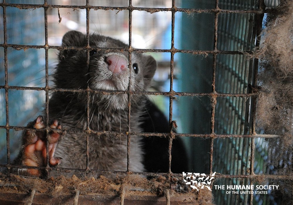 BREAKING: Luxury fashion company <a href="/gucci/">gucci</a> is going fur-free! 👍 Please join us in thanking them: bit.ly/2gw0gpw