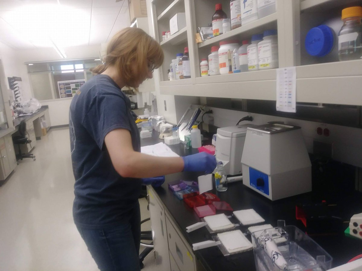 SFNTulsaChapter's tweet photo. Dr. Kath Curtis mentees working on understanding #glucocorticoid #receptors and #stress in our brains. #womeninSTEM #westernblot #iamosuchs https://t.co/FKeUXmqHar