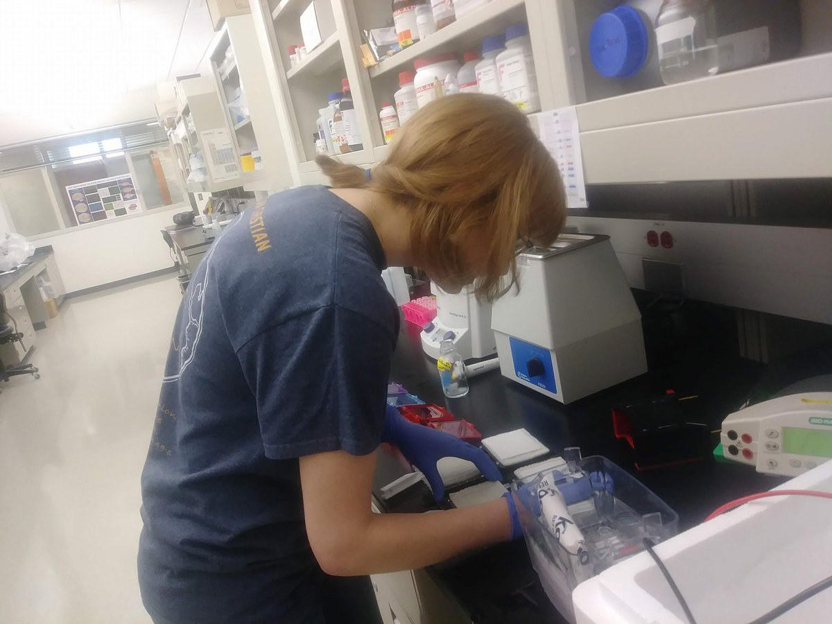 SFNTulsaChapter's tweet photo. Dr. Kath Curtis mentees working on understanding #glucocorticoid #receptors and #stress in our brains. #womeninSTEM #westernblot #iamosuchs https://t.co/FKeUXmqHar