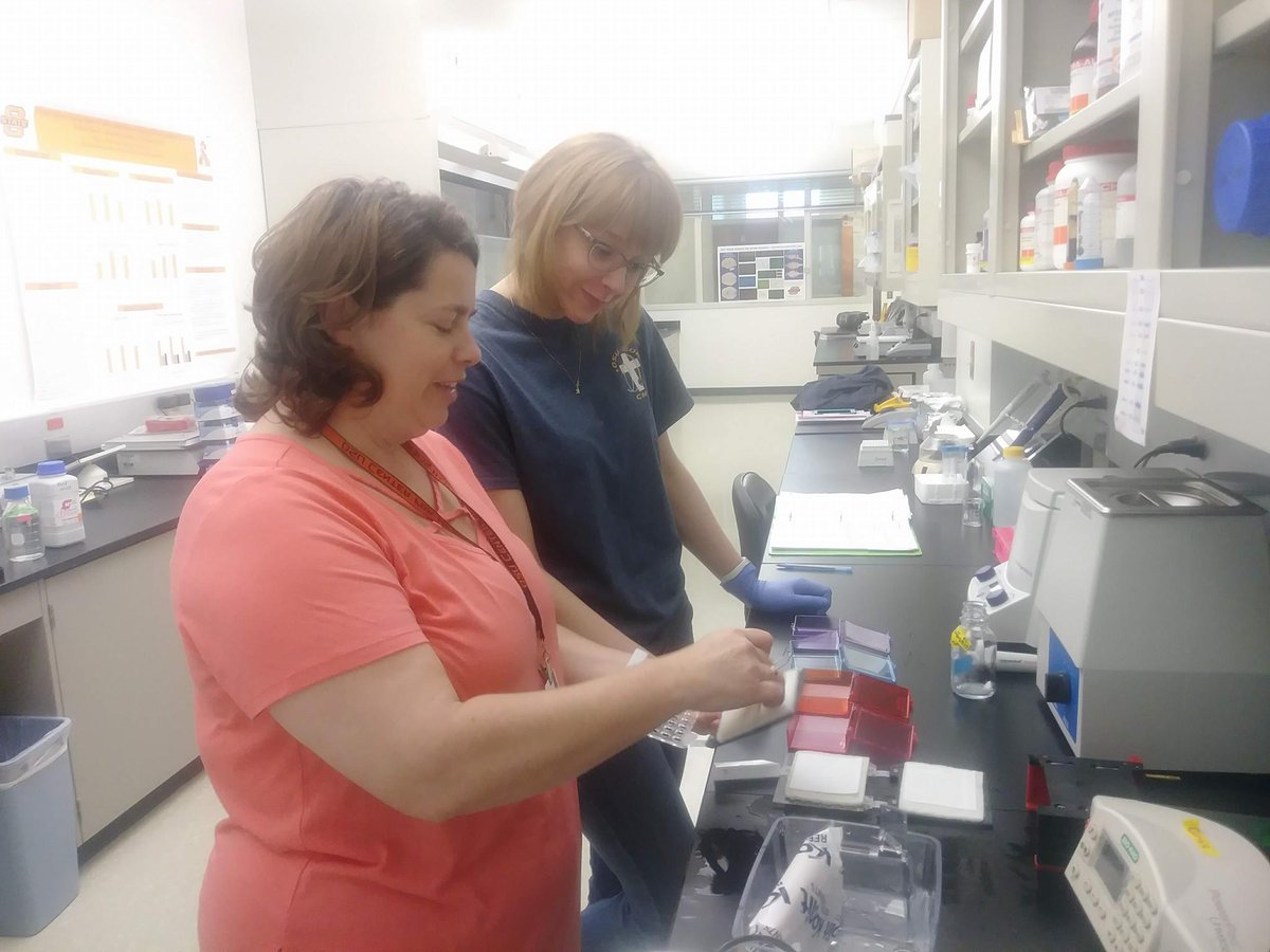 SFNTulsaChapter's tweet photo. Dr. Kath Curtis mentees working on understanding #glucocorticoid #receptors and #stress in our brains. #womeninSTEM #westernblot #iamosuchs https://t.co/FKeUXmqHar
