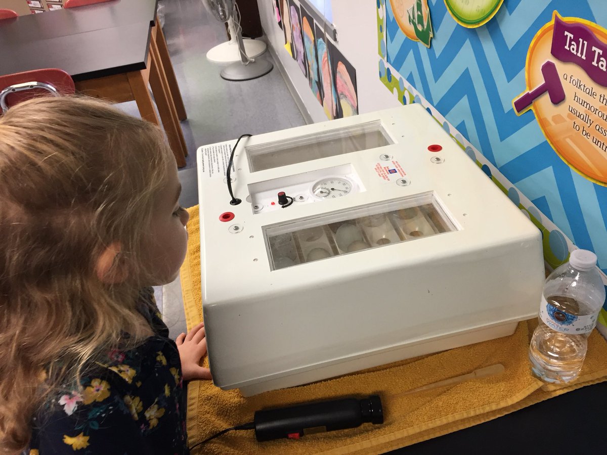 koobs83's tweet photo. 4K students were excited to observe newly-hatched chicks this morning! What a great learning experience for our students! #gostockbridge https://t.co/5JPn0FgKx9