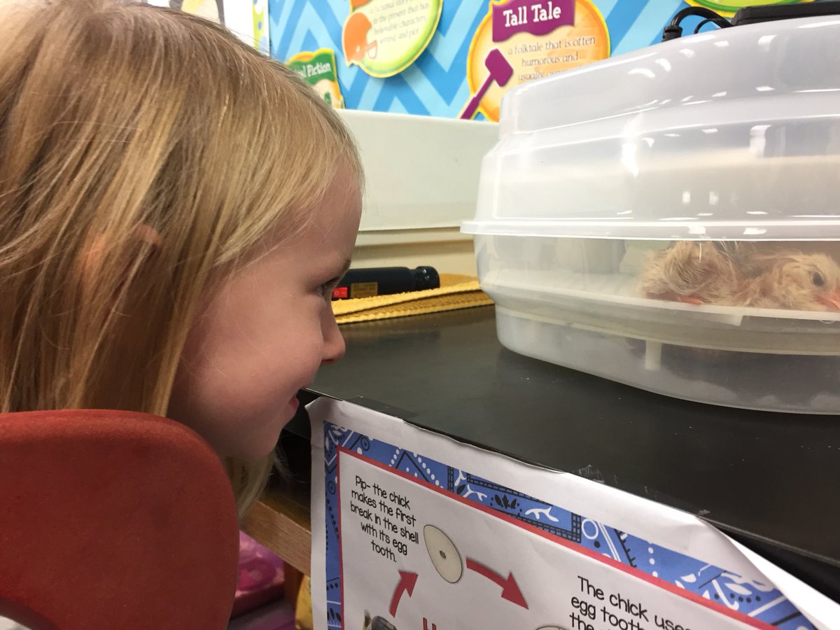 koobs83's tweet photo. 4K students were excited to observe newly-hatched chicks this morning! What a great learning experience for our students! #gostockbridge https://t.co/5JPn0FgKx9