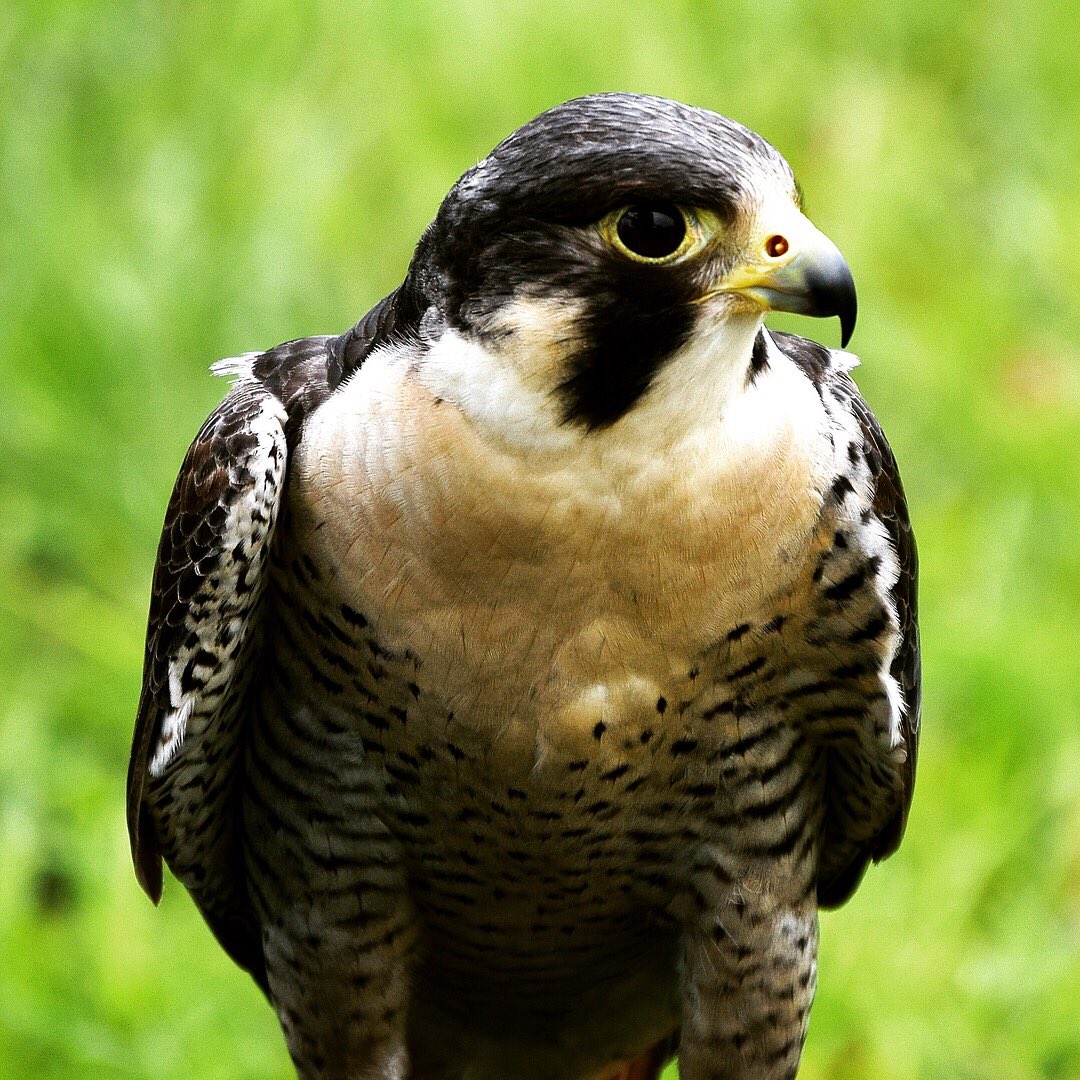 Calling all Animal Lovers! We will be parternering with the Avian Reconditiong Center at Knights Give Back on 10/21! Join us! Link in bio!