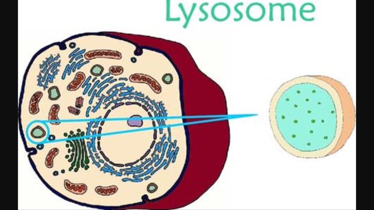 PLysosomes's tweet photo. How much love can our troops get?💪🏿💉💉💪🏿💪🏿💪🏿#Protectingagainsttheforeignelements #protectthecellrespectthecell #MIO17 https://t.co/RELxq80Iih
